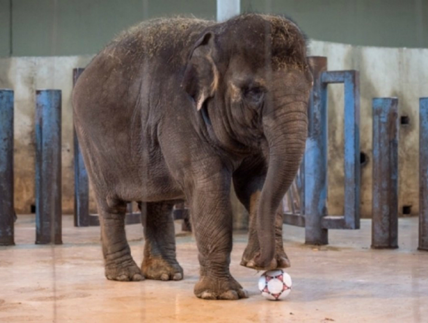 Слоненок Эколь из ростовского зоопарка сегодня отмечает день рождения