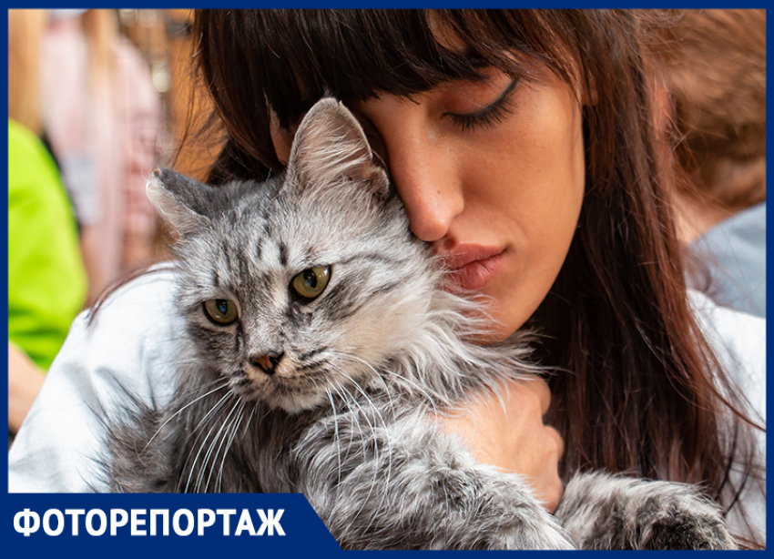 Трогательная выставка бездомных кошек прошла в Ростове-на-Дону