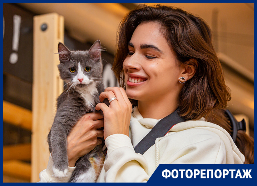 Кошки из ростовских приютов нашли любящих владельцев во время фестиваля WOOF