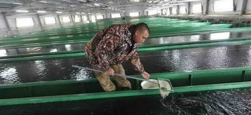 В водоёмы Ростовской области выпустили более 61 млн штук молодых рыб