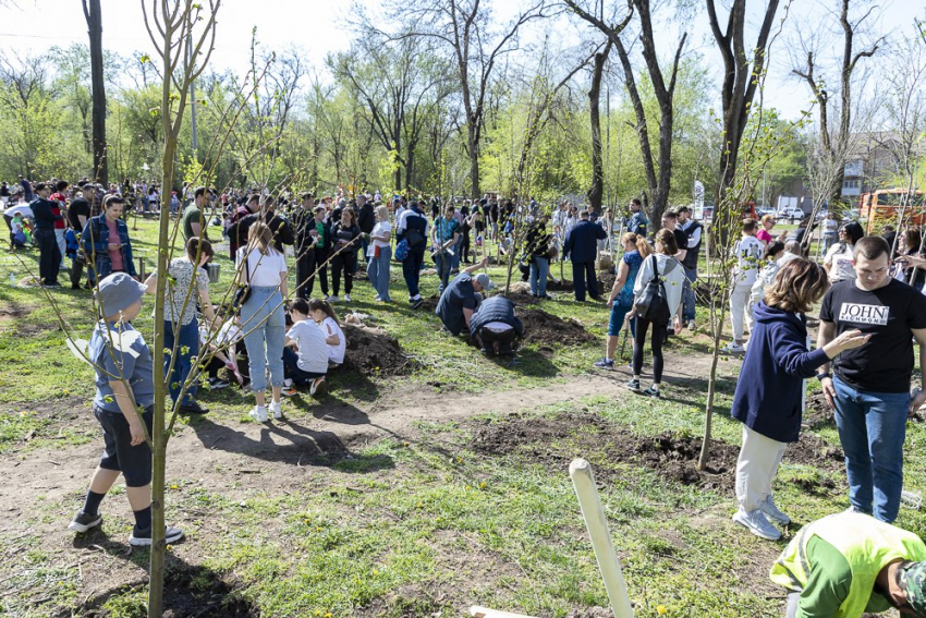 В День древонасаждения в Ростове высадили шесть тысяч деревьев и кустарников
