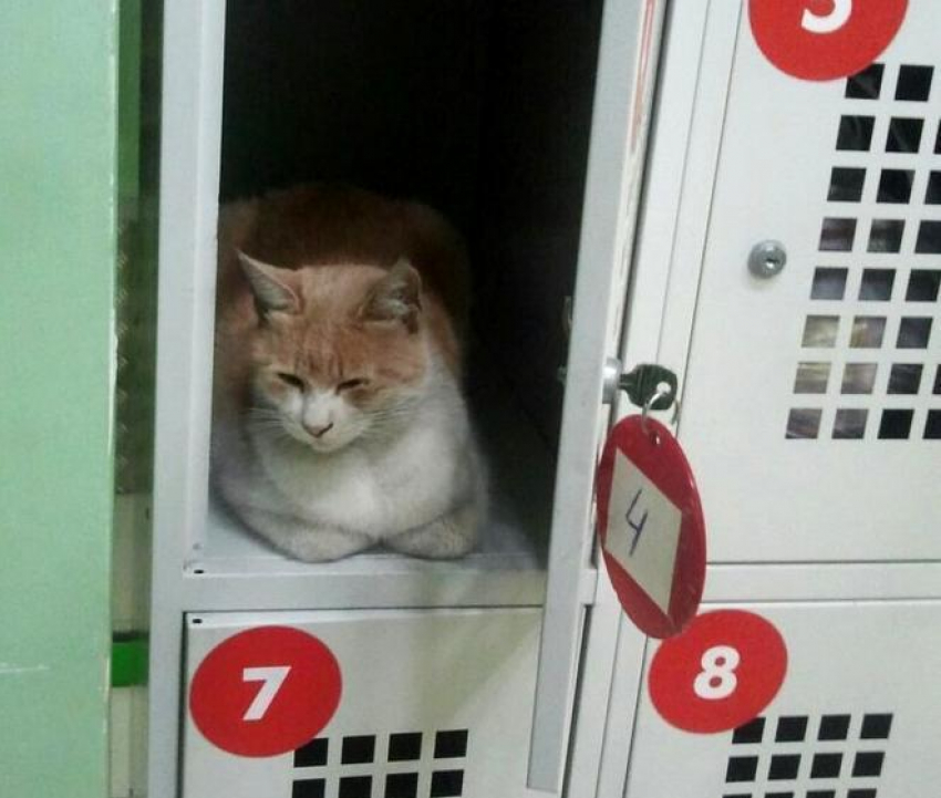 Кот в ячейке камеры хранения стал «яблоком раздора» для ростовчан и администрации супермаркета