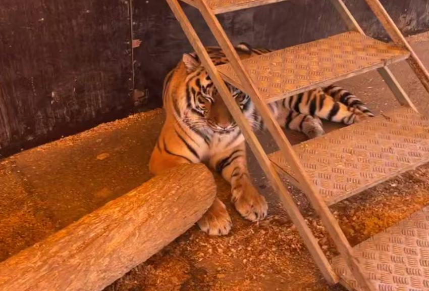 Тигрица, напакостившая в цирке, отдыхает после выступления в Ростове