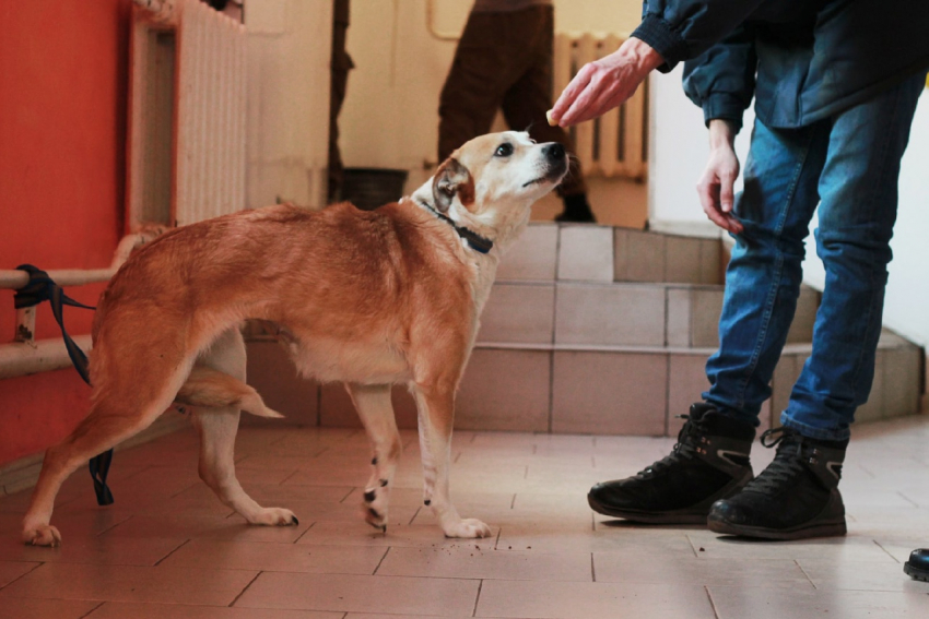 В ростовском ЦБЖ ищут дом для исхудавшей собаки