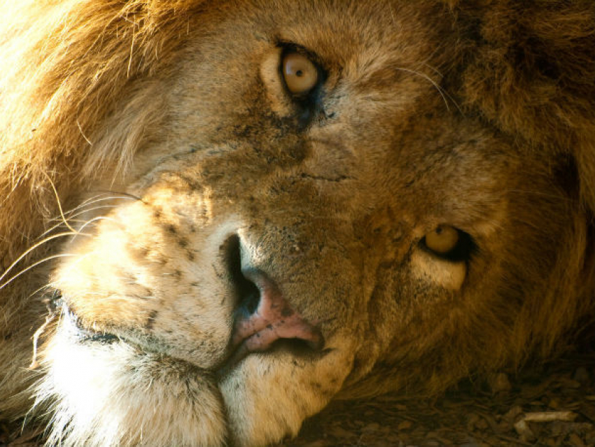 Жизнь мужчины, раздразнившего льва в ростовском зоопарке, спас ботинок