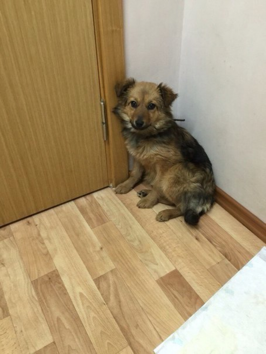 Ростовчане привязали щенка к двери клиники, обмотав морду животного скотчем