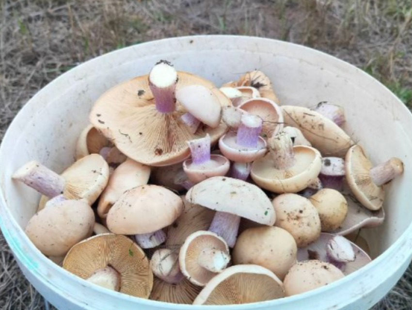 Грибы с фиолетовыми ножками появились в лесах Ростовской области