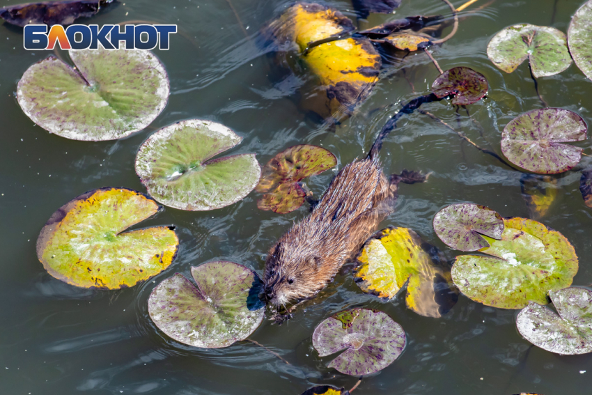 До +18 может потеплеть в Ростове на выходные