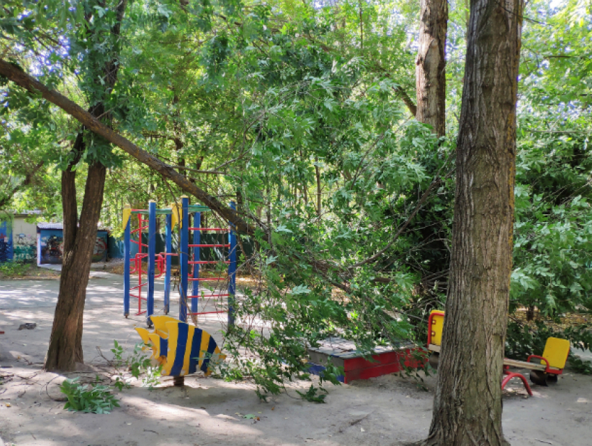 Дерево-убийца покушалось на ребенка, играющего в песочнице во дворе Ростова 