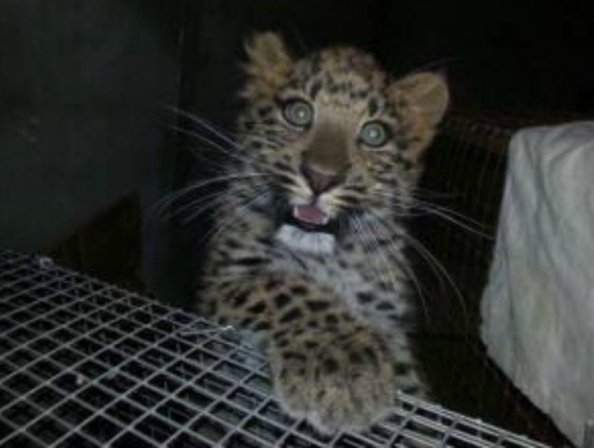 Детеныша леопарда из Ростова попытались продать через интернет-аукцион в Пятигорске за огромные деньги