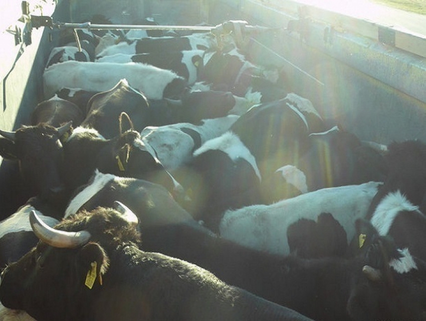 Красных быков незаконно вывозили из Ростовской области на мясокомбинат в Северную Осетию