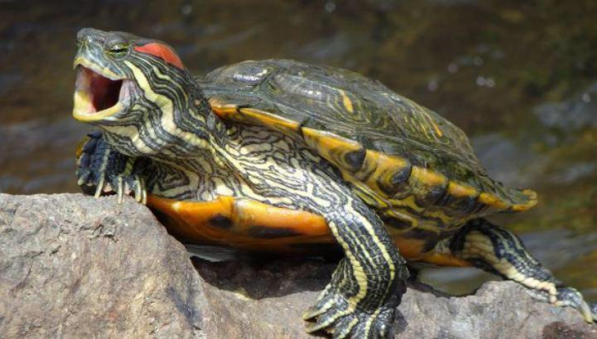 Подумайте дважды: в Ростовском зоопарке предупредили о последствиях содержания дома красноухих черепах