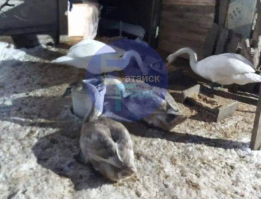 Симпатичный лебедь с промпредприятия в Батайске обрел новый дом 