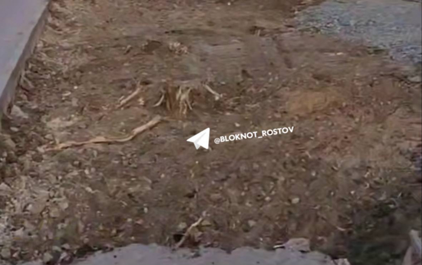 Борьба с деревьями: ростовчанин пожаловался на очередную вырубку