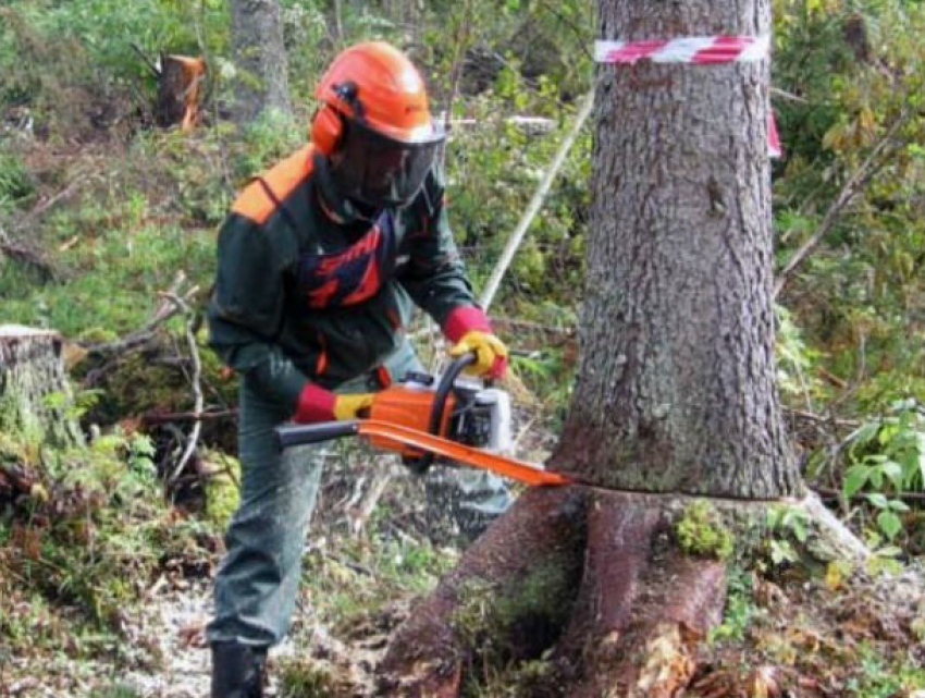 Вырубать деревья ради строительства парка - полный абсурд, но в Ростове так делают, - эксперт
