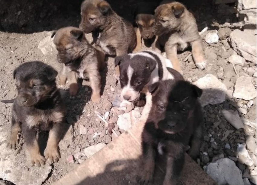 В Ростове ищут дом шестерым щенкам, которых грозят извести