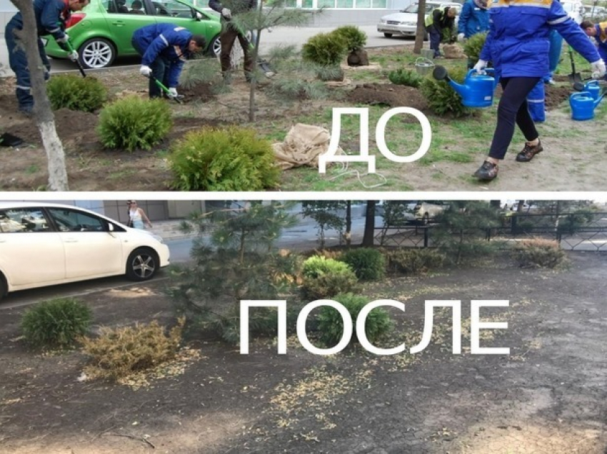 Дикие жители Ростова украли с улиц посаженные кустарники и цветы