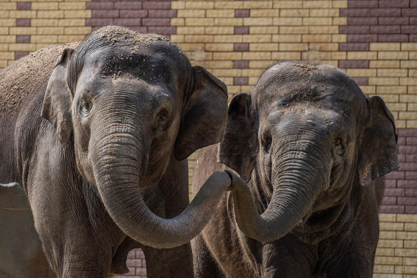 Ростовский зоопарк устраивает показательные кормления капибар, слонов и носорогов