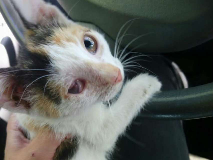 Восемь пуль выстрелили в беспомощного котенка мерзкие живодеры в Ростовской области