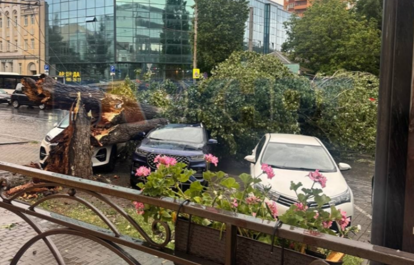 Гигантское дерево раздавило три автомобиля и оборвало провода в центре Ростова