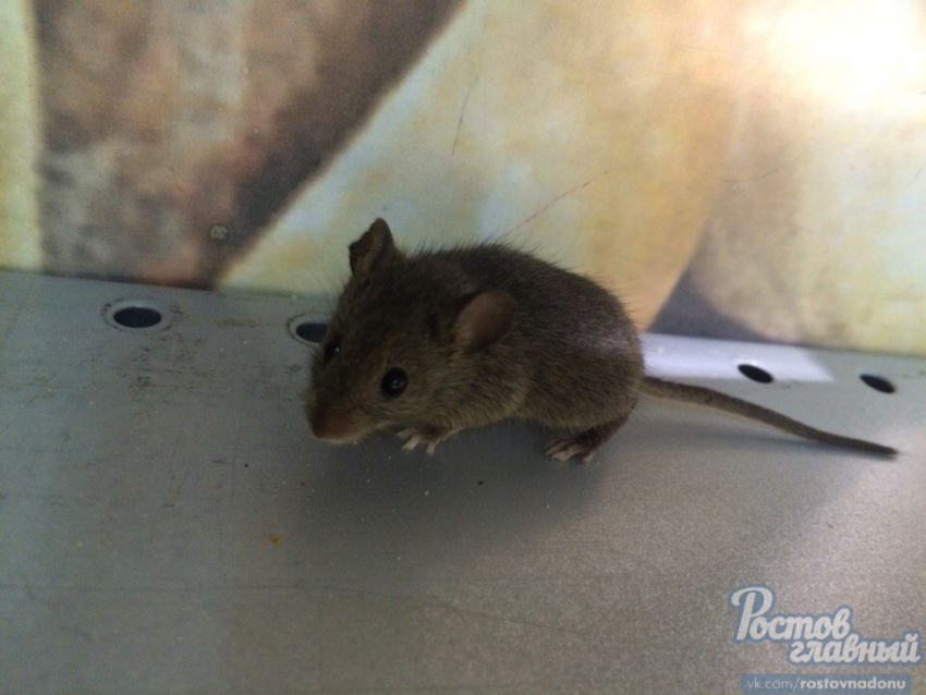 В ростовском гипермаркете «Лента» появился «живой» товар  на прилавках - мыши: ВИДЕО