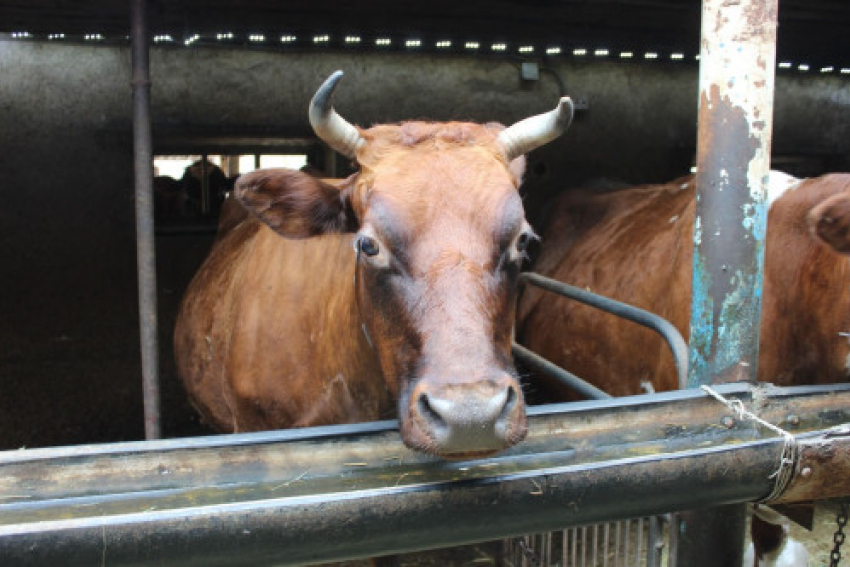 В Ростовской области ветеринары проводят вакцинацию скота против сибирской язвы