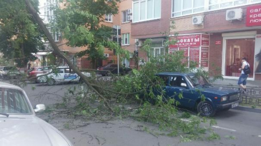 В центре Ростова дерево упало на припаркованный автомобиль и перекрыло движение