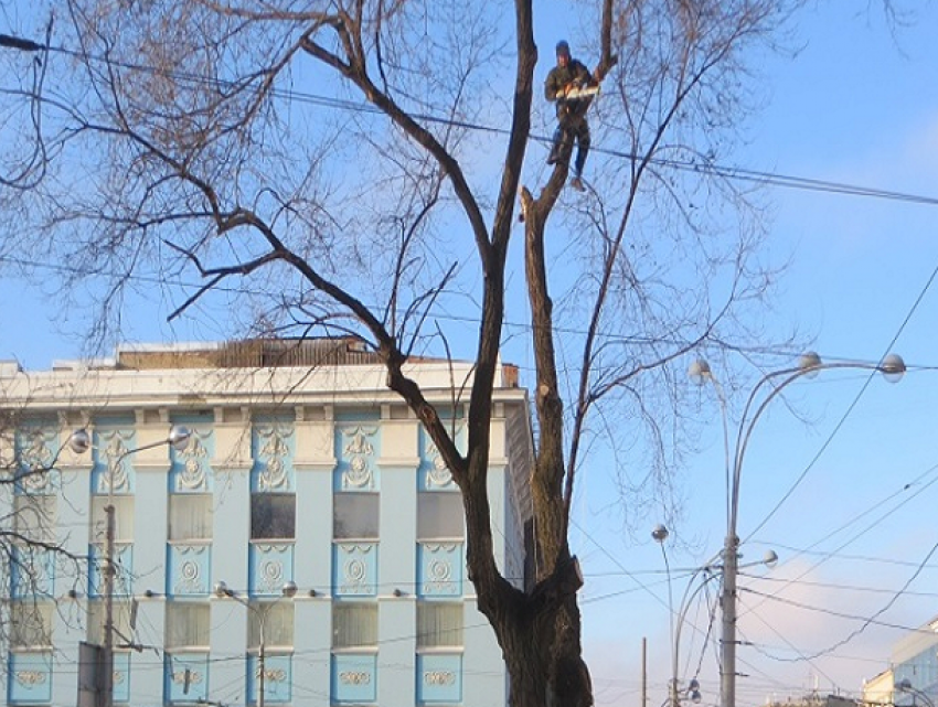 Уничтожение деревьев на Большой Садовой у Ворошиловского проспекта вызвало возмущение ростовчан 