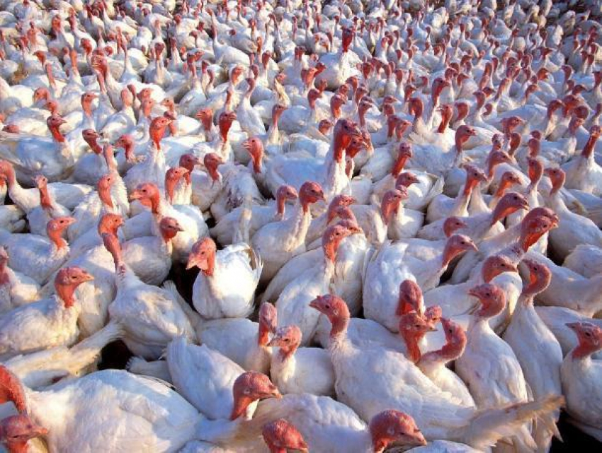 Из-за угрозы птичьего гриппа под нож мясника могут отправиться 35 тысяч индюков в Ростове