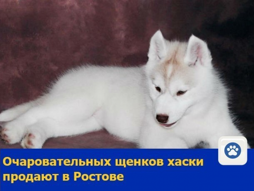 Очаровательных щенков хаски продают в Ростове