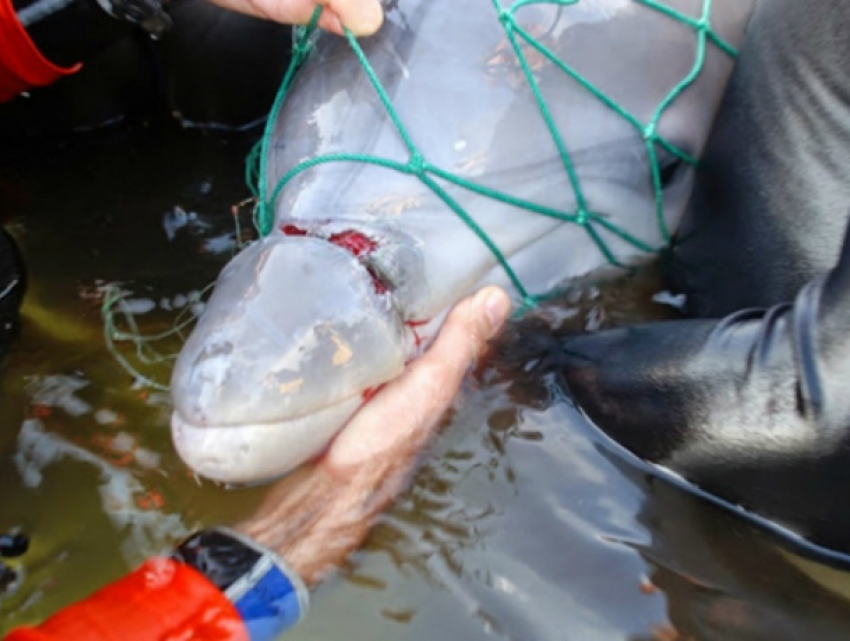 Доходный бизнес по торговле краснокнижными дельфинами организовали ростовчане в Краснодаре