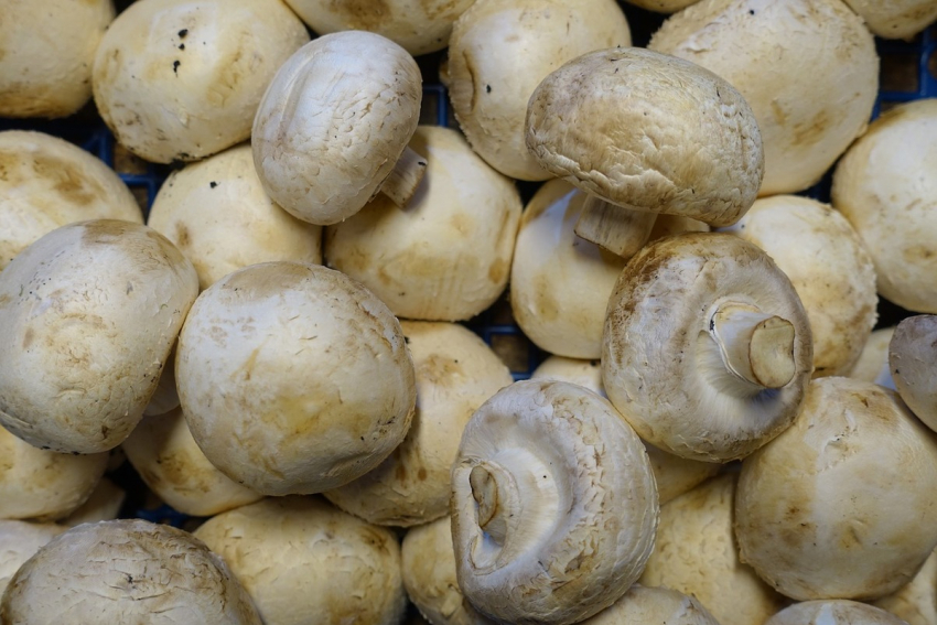 Шампиньоны стали самым популярным продуктом для заготовок в Ростове