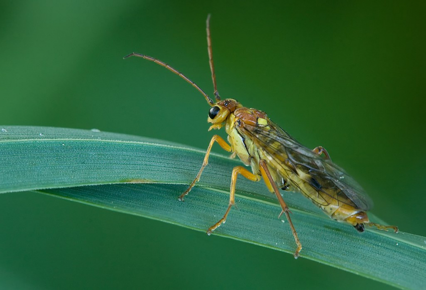 Усатый личный враг: спасаем урожай от зловредных жуков