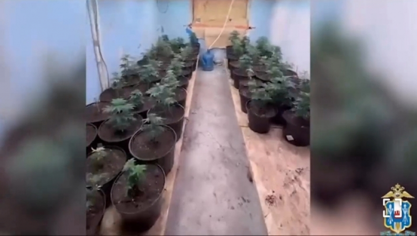 Ростовская полиция накрыла группу наркоторговцев с пистолетом и «дурман-травой»