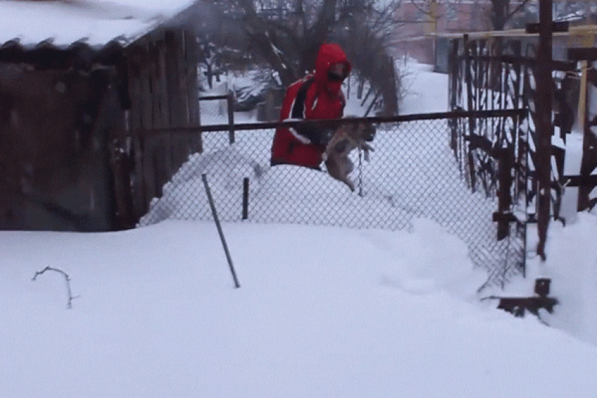 Ростовчанин спас собаку, просидевшую в засыпанной снегом будке несколько суток 