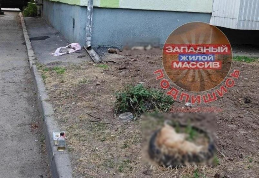 Кошки умирали за считанные минуты: жители Западного сообщили о новом массовом отравлении животных