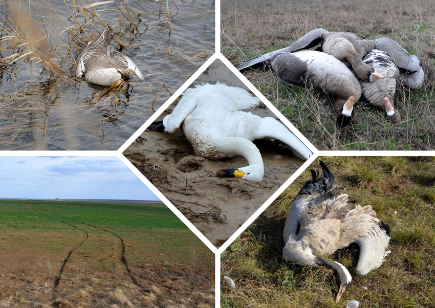 В заповеднике «Ростовский» зафиксирована гибель краснокнижных лебедей от отравления