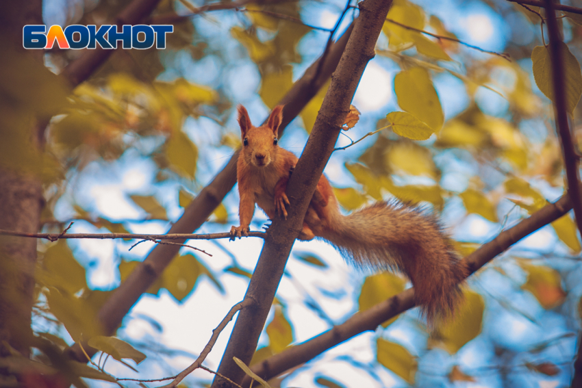 Воздух в Ростовской области может прогреться до +25°