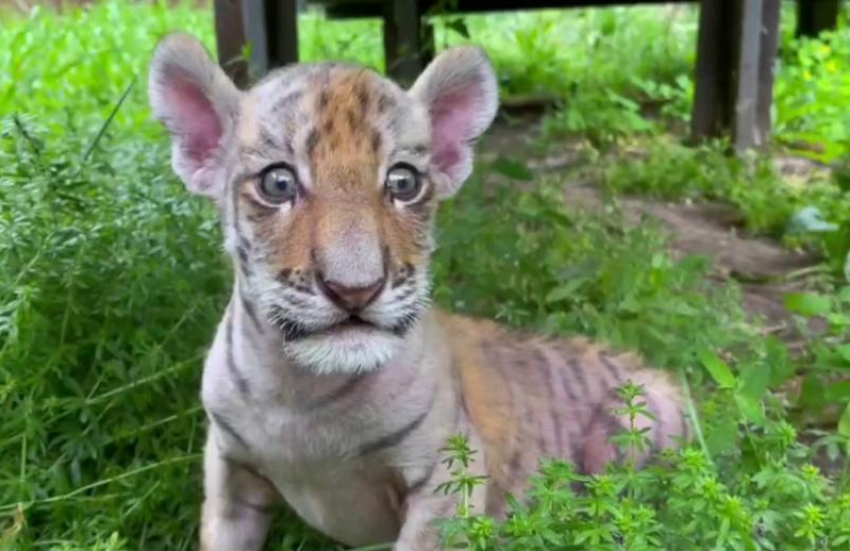 В зоопарке Ростова родились два тигренка, но мать от них отказалась
