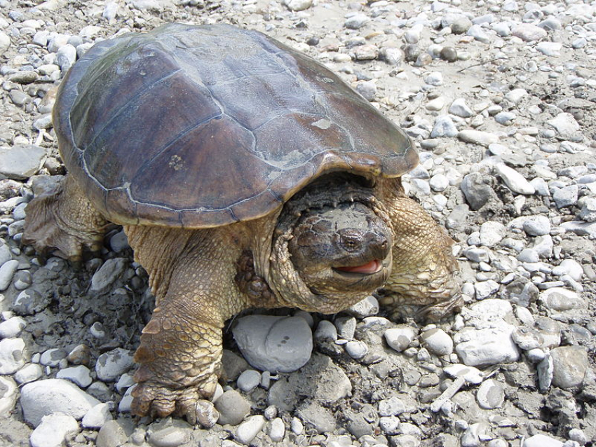 В ростовском зоопарке проведут показательное кормление каймановых черепах