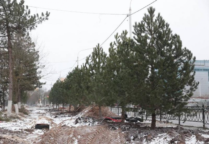 После массовой вырубки здоровых деревьев в центре Новочеркасска высадили сосны
