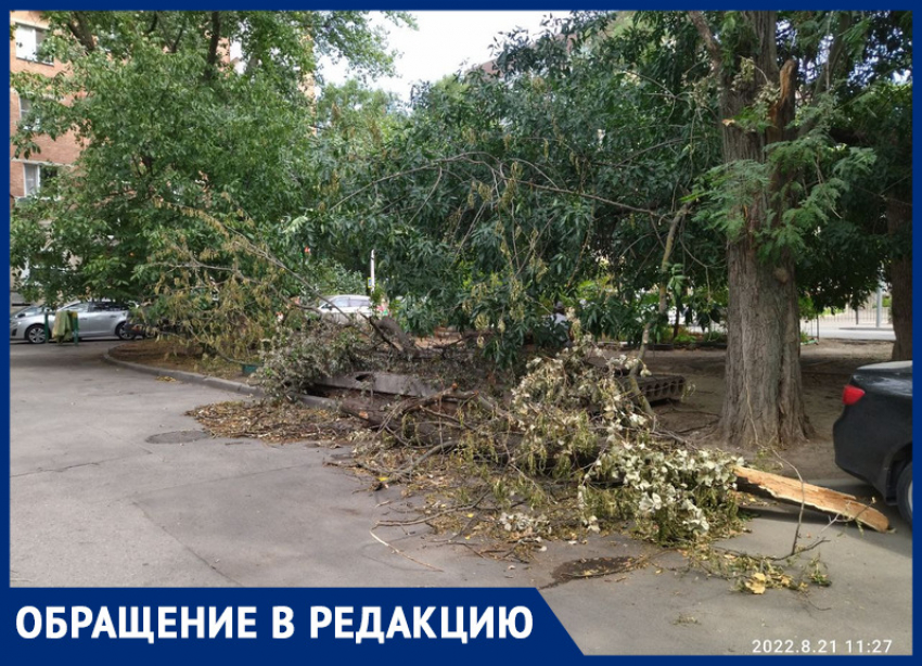 В Ростове упавшее на пенсионерку и машину дерево не убирают больше недели
