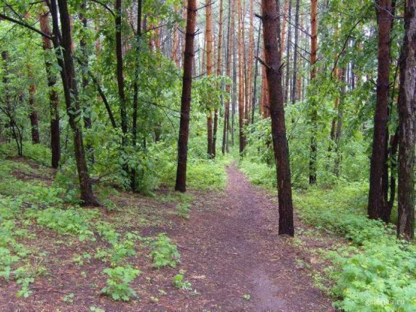 Почти 105 млн рублей будет выделено на охрану лесов Дона 