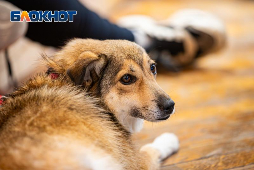 Об инфекциях от бездомных животных предупредили ростовские врачи