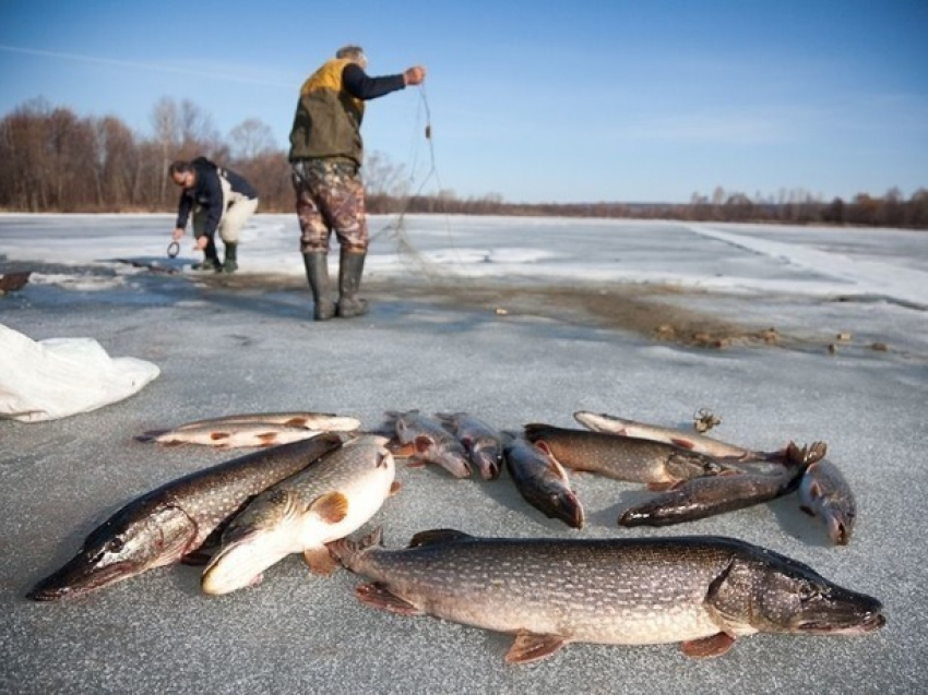 Новые правила рыбалки в Ростовской области: не более 5 кг рыбы за улов 