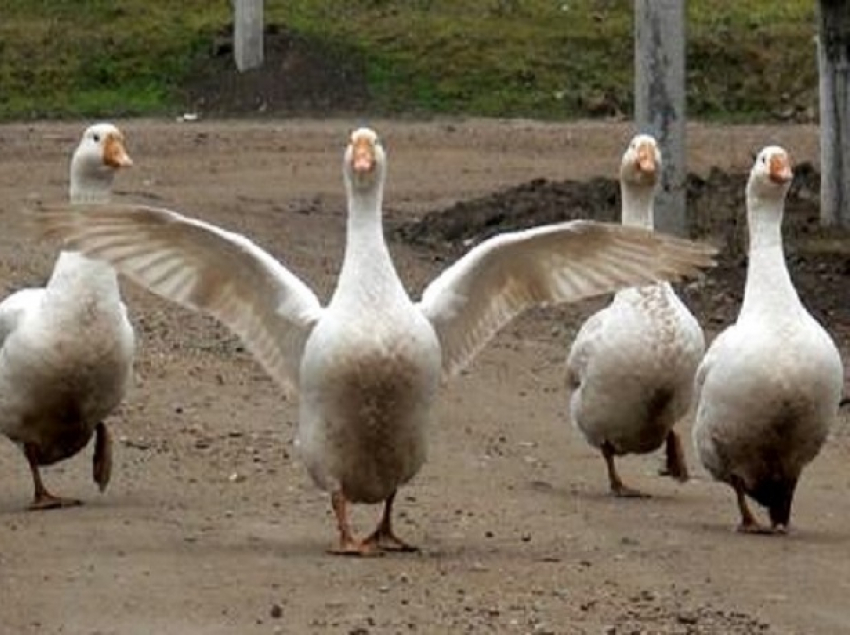 Власти Ростовской области из-за эпидемии птичьего гриппа запретили выгуливать кур и гусей