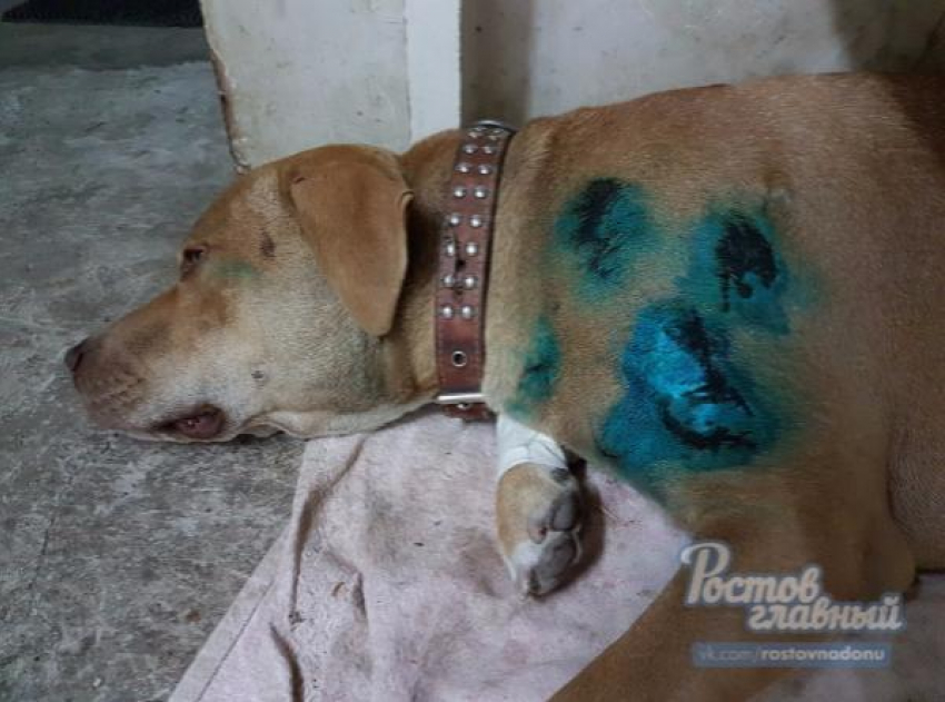 Водитель маршрутки сбил собаку прямо на глазах у хозяина в Ростове 