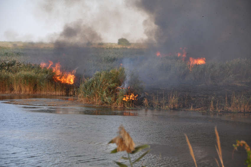 В марте в Ростовской области произошло 879 ландшафтных пожаров