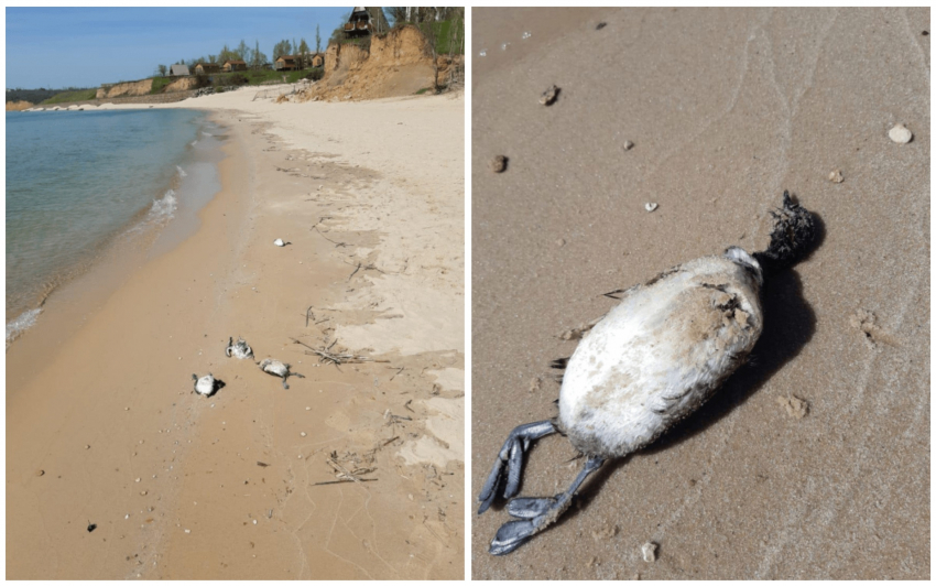 Минприроды проверит информацию о массовой гибели животных на пляжах Ростовской области