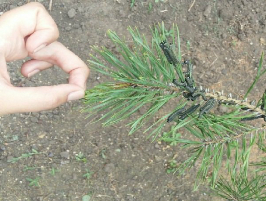 Уничтожающие все на своем пути армии вредоносных гусениц атаковали хвойные деревья в Ростовской области